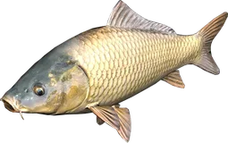 Carp