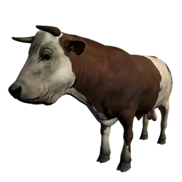 Cow Steak Meat