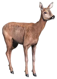 Deer Steak Meat