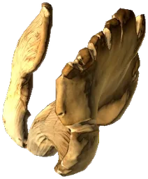 Pleurotus Mushroom