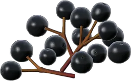 Sambucus Berry