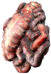 Small Guts