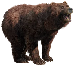 Wolf Steak Meat